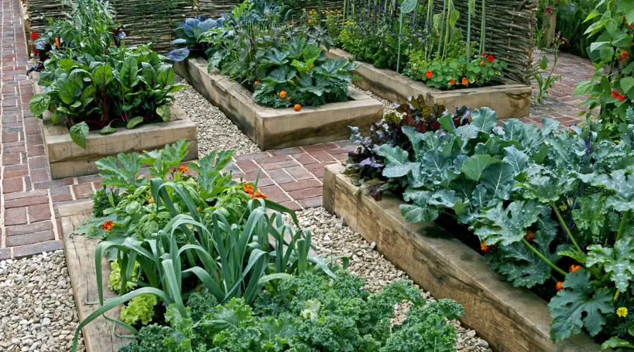 DK_how_to_freeze_vegetables_Image.webp DK_how_to_freeze_vegetables_Image.webp